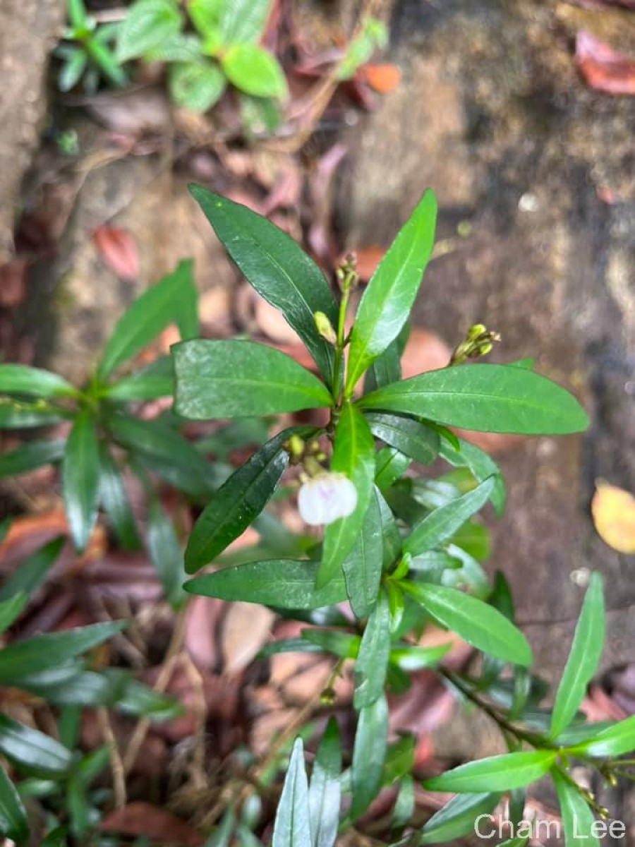 Justicia hookeriana (Nees) T.Anderson